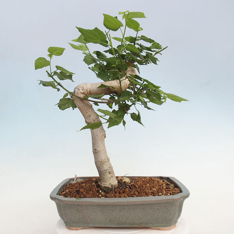 Pokojová bonsai - Malvaviscus arboreus - ibiškovec dřevnatý