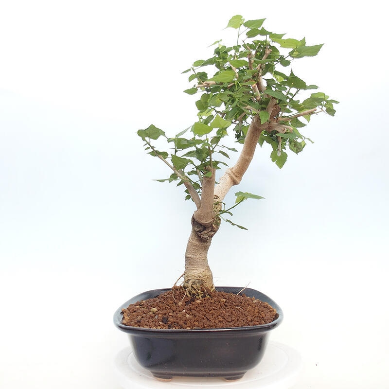 Pokojová bonsai - Malvaviscus arboreus - ibiškovec dřevnatý