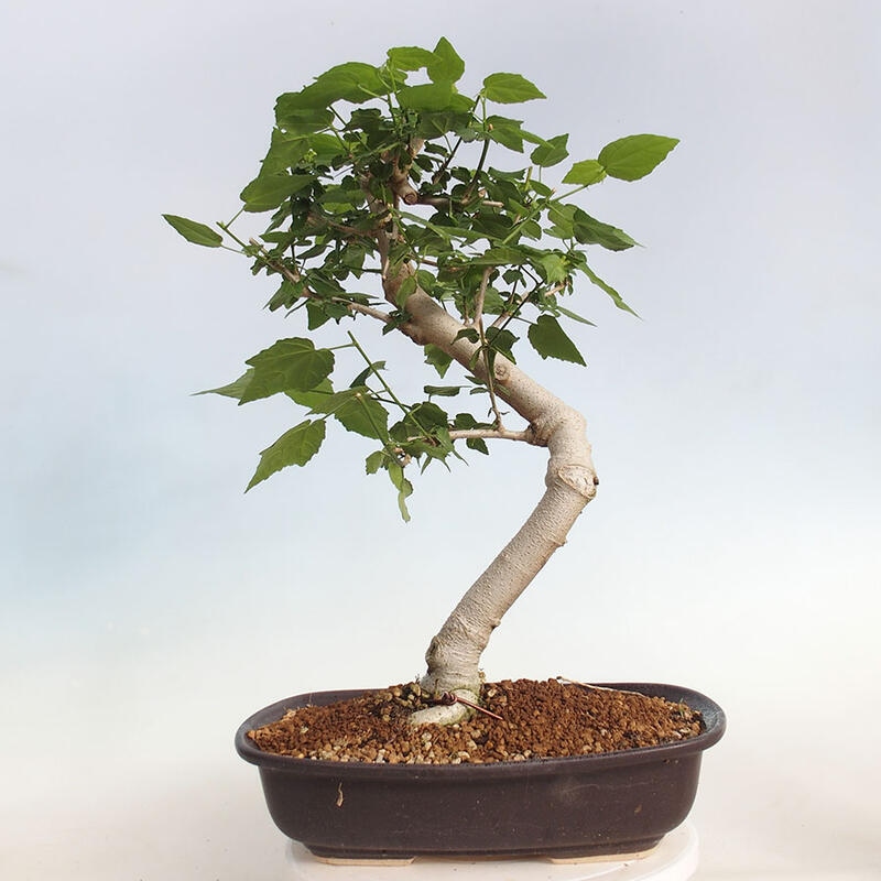 Pokojová bonsai - Malvaviscus arboreus - ibiškovec dřevnatý