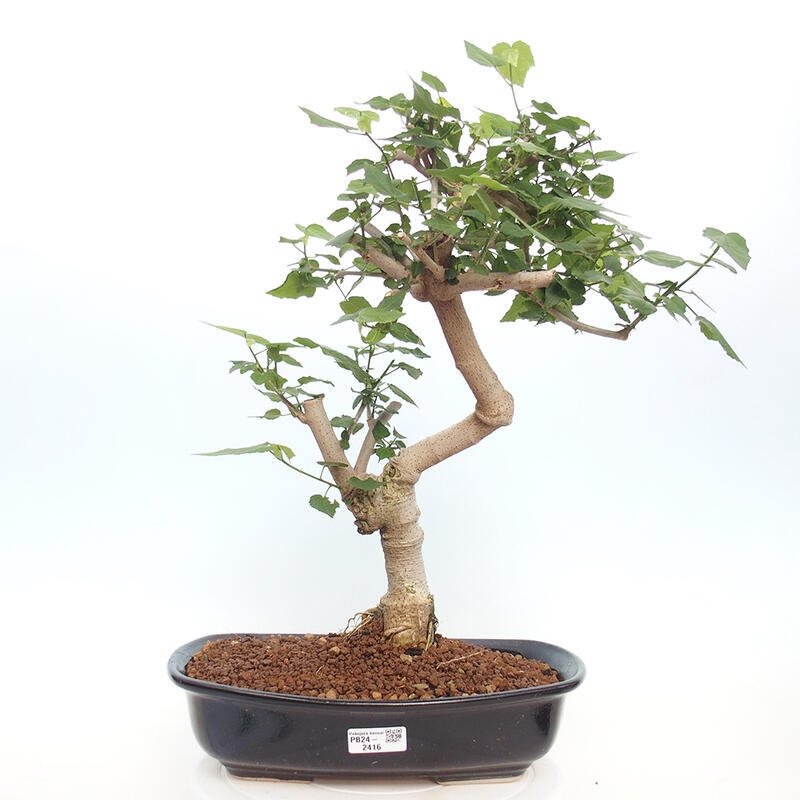 Pokojová bonsai - Malvaviscus arboreus - ibiškovec dřevnatý