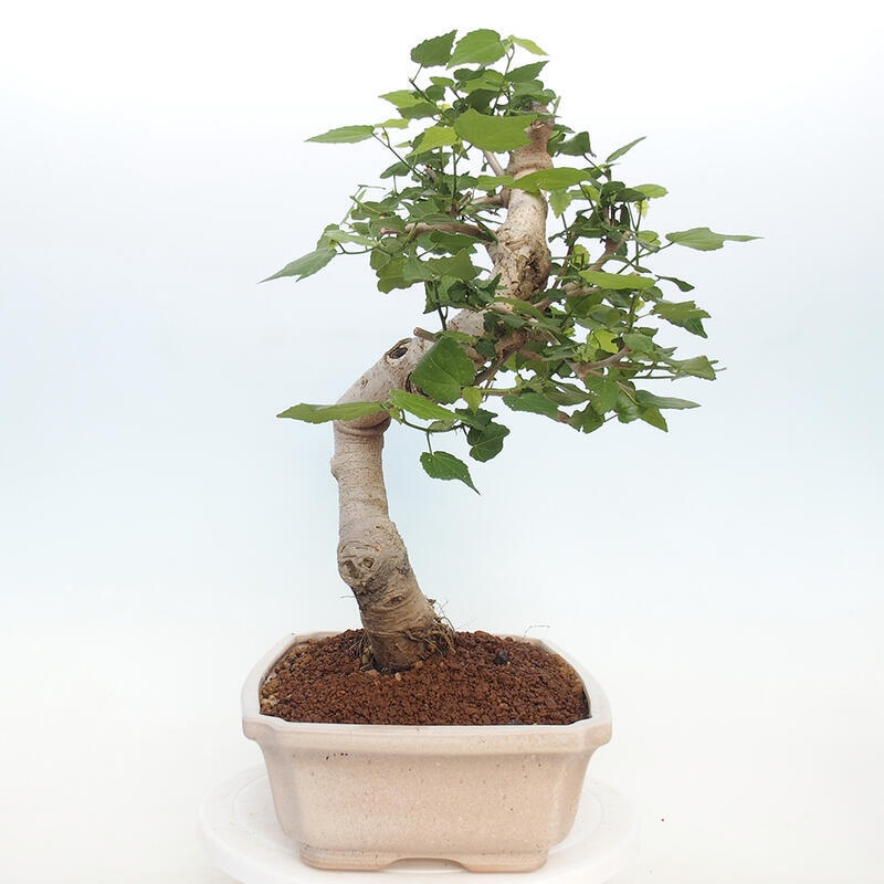 Pokojová bonsai - Malvaviscus arboreus - ibiškovec dřevnatý