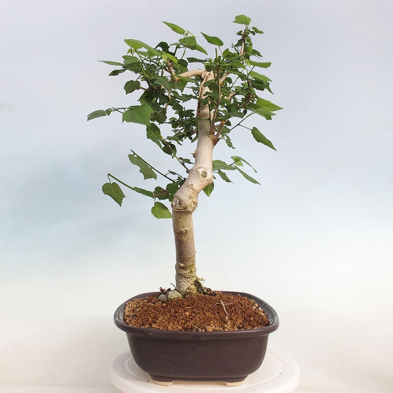 Pokojová bonsai - Malvaviscus arboreus - ibiškovec dřevnatý