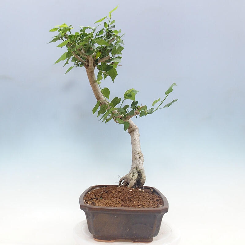 Pokojová bonsai - Malvaviscus arboreus - ibiškovec dřevnatý + kniha SUISEKI Zdarma