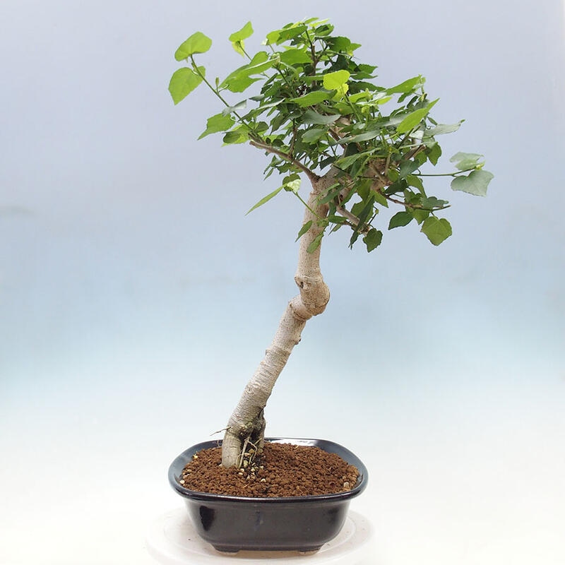 Pokojová bonsai - Malvaviscus arboreus - ibiškovec dřevnatý + kniha SUISEKI Zdarma