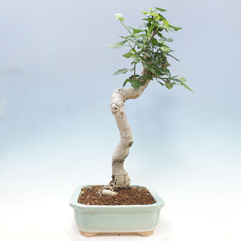 Pokojová bonsai - Malvaviscus arboreus - ibiškovec dřevnatý + kniha SUISEKI Zdarma