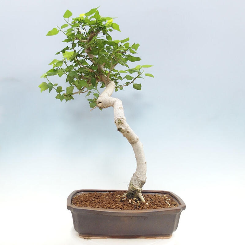 Pokojová bonsai - Malvaviscus arboreus - ibiškovec dřevnatý + kniha SUISEKI Zdarma