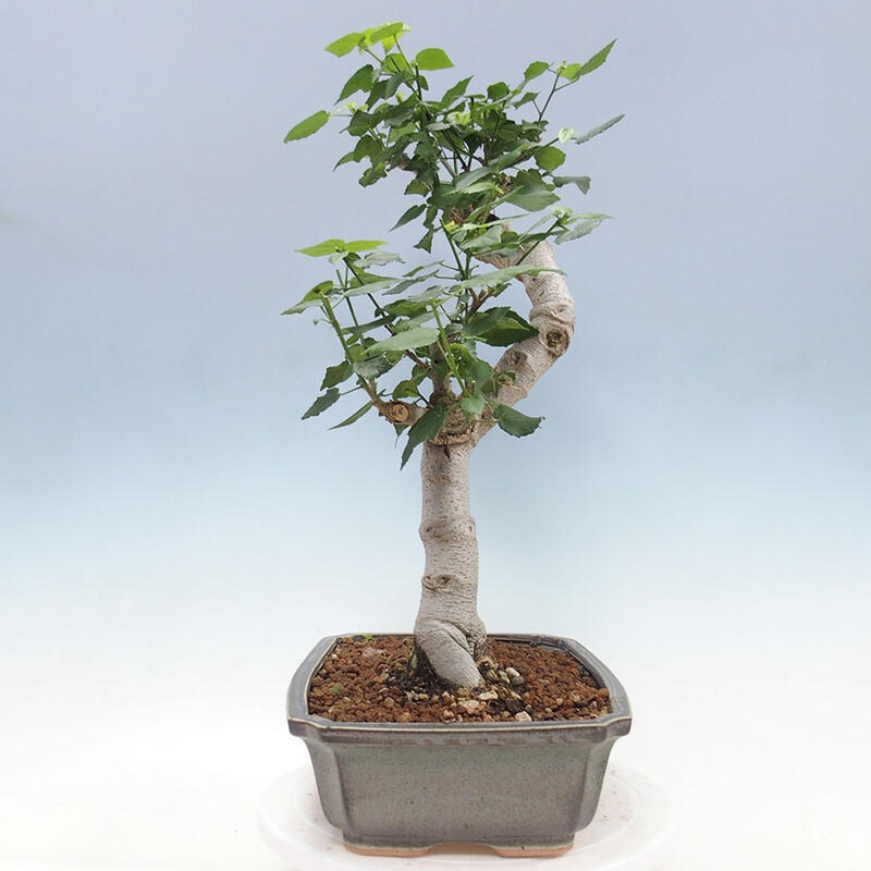 Pokojová bonsai - Malvaviscus arboreus - ibiškovec dřevnatý + kniha SUISEKI Zdarma