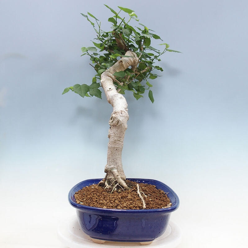 Pokojová bonsai - Malvaviscus arboreus - ibiškovec dřevnatý + kniha SUISEKI Zdarma