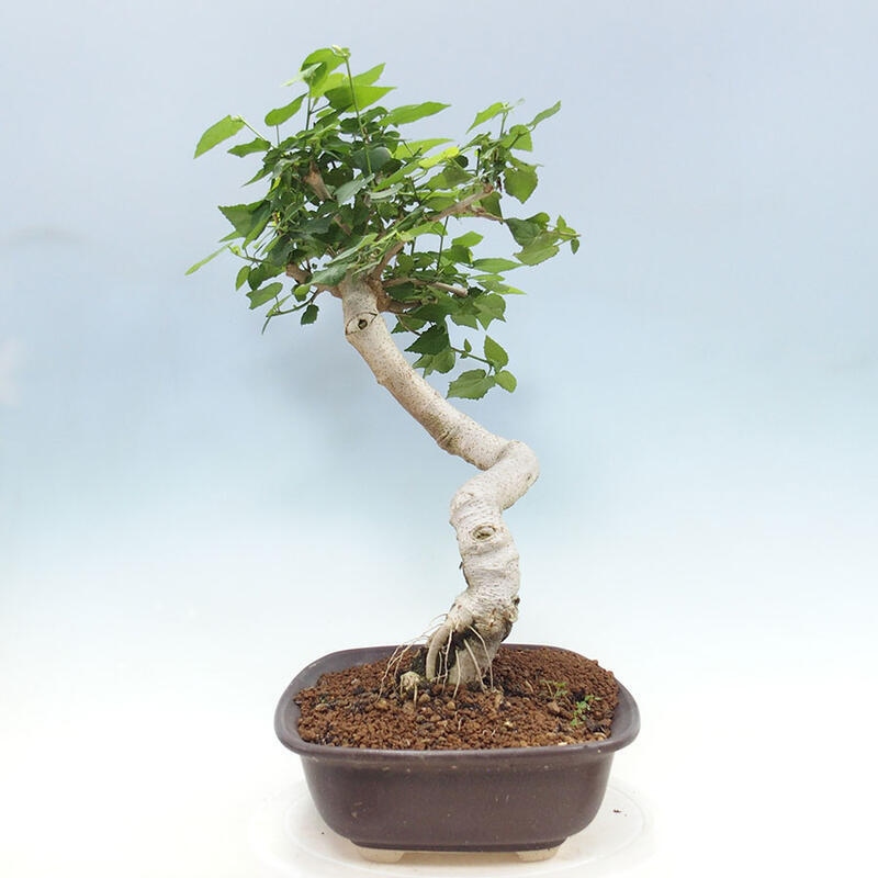 Pokojová bonsai - Malvaviscus arboreus - ibiškovec dřevnatý + kniha SUISEKI Zdarma