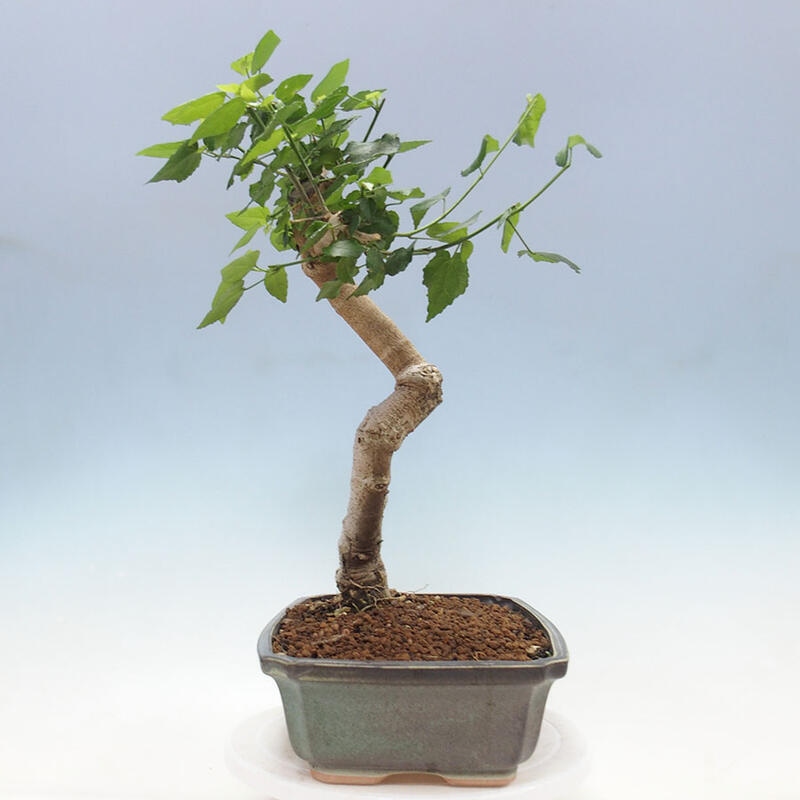 Pokojová bonsai - Malvaviscus arboreus - ibiškovec dřevnatý + kniha SUISEKI Zdarma