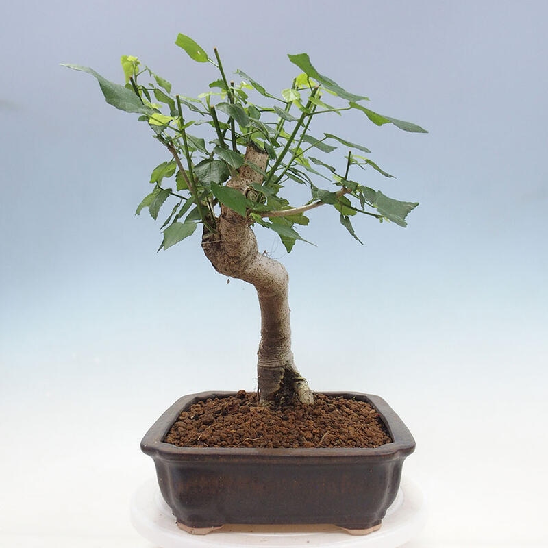 Pokojová bonsai - Malvaviscus arboreus - ibiškovec dřevnatý + kniha SUISEKI Zdarma