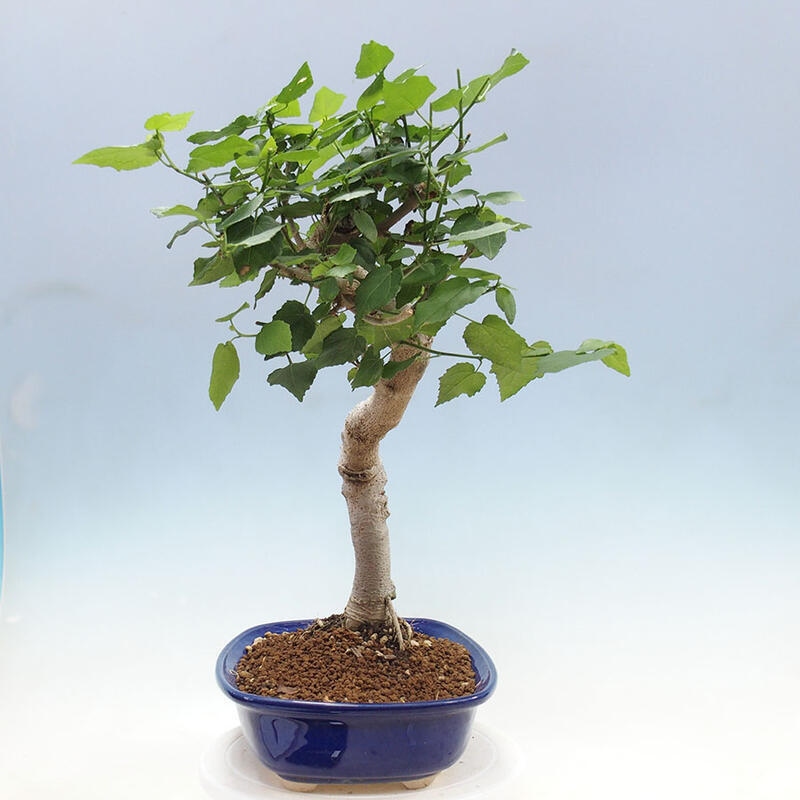 Pokojová bonsai - Malvaviscus arboreus - ibiškovec dřevnatý + kniha SUISEKI Zdarma