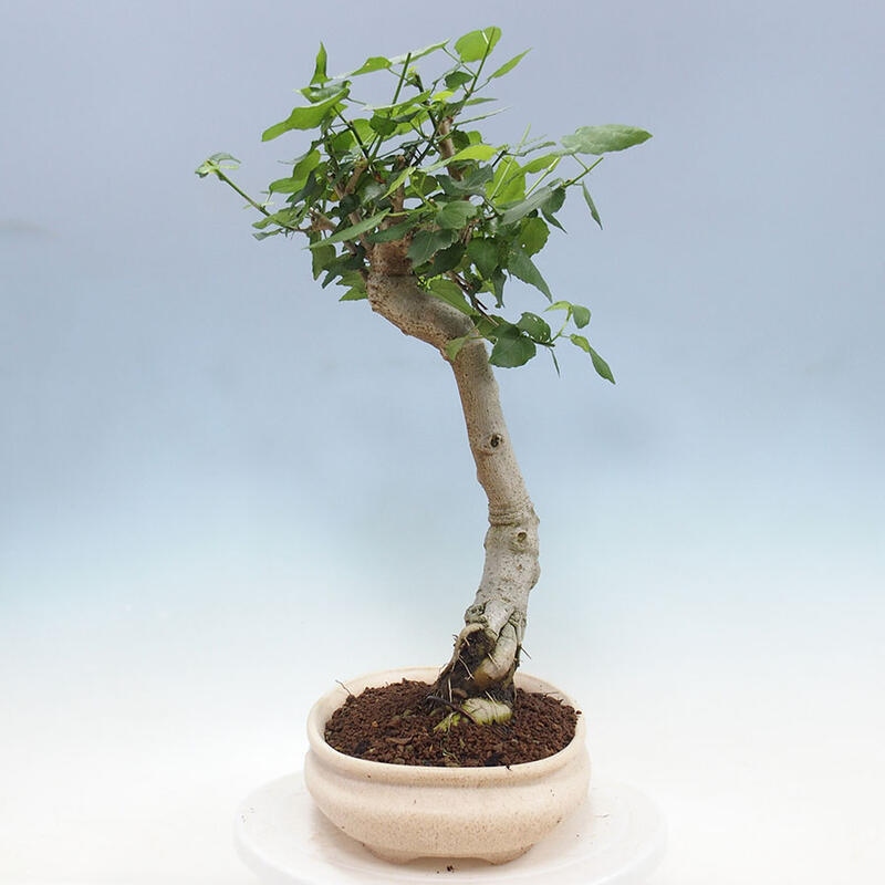 Pokojová bonsai - Malvaviscus arboreus - ibiškovec dřevnatý + kniha SUISEKI Zdarma