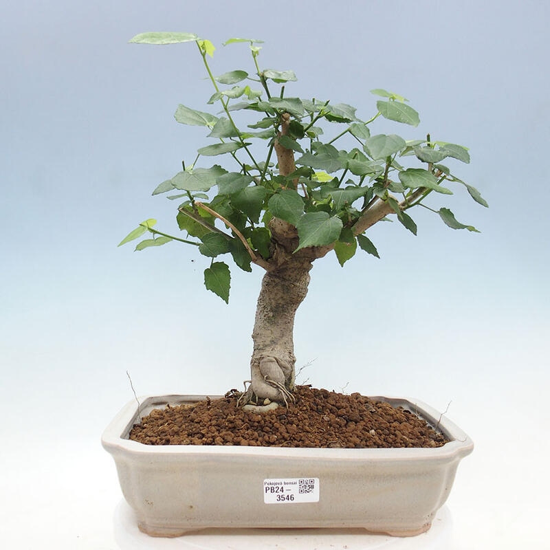 Pokojová bonsai - Malvaviscus arboreus - ibiškovec dřevnatý + kniha SUISEKI Zdarma