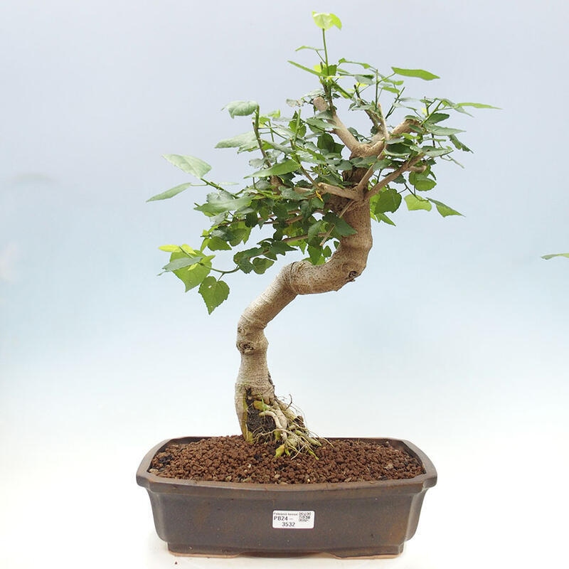 Pokojová bonsai - Malvaviscus arboreus - ibiškovec dřevnatý + kniha SUISEKI Zdarma