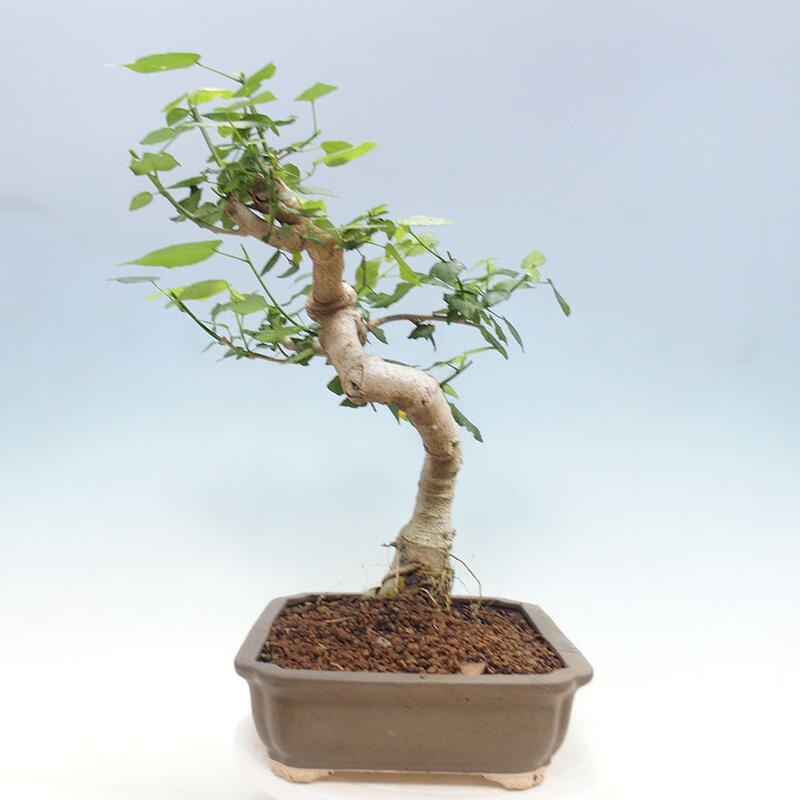 Pokojová bonsai - Malvaviscus arboreus - ibiškovec dřevnatý + kniha SUISEKI Zdarma