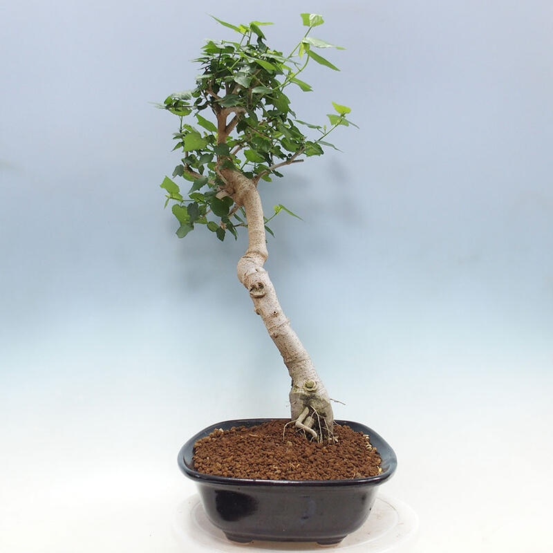 Pokojová bonsai - Malvaviscus arboreus - ibiškovec dřevnatý + kniha SUISEKI Zdarma