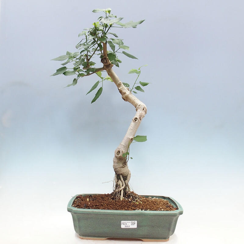 Pokojová bonsai - Malvaviscus arboreus - ibiškovec dřevnatý + kniha SUISEKI Zdarma