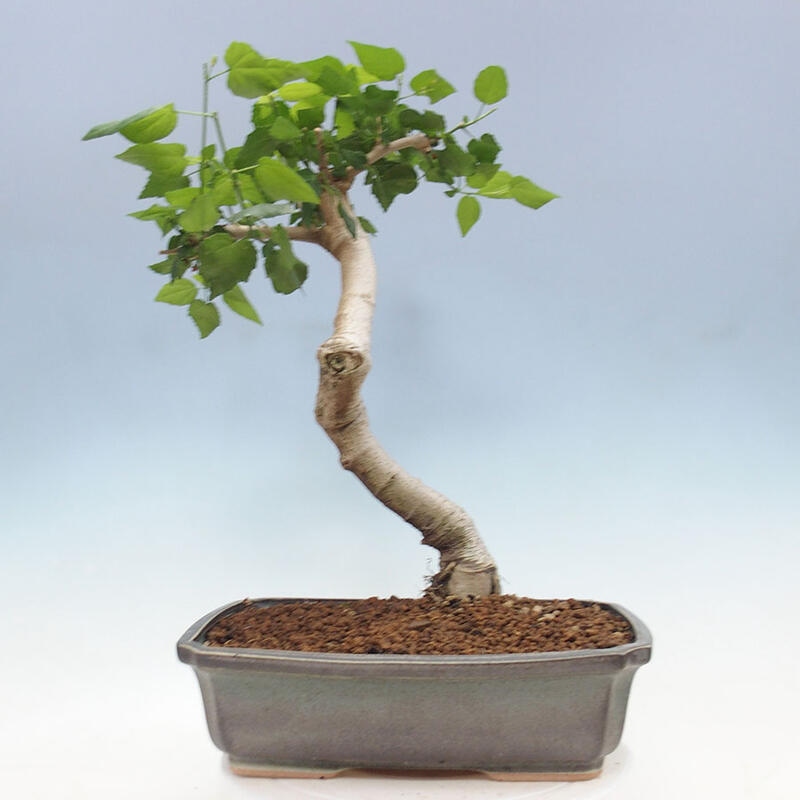 Pokojová bonsai - Malvaviscus arboreus - ibiškovec dřevnatý + kniha SUISEKI Zdarma