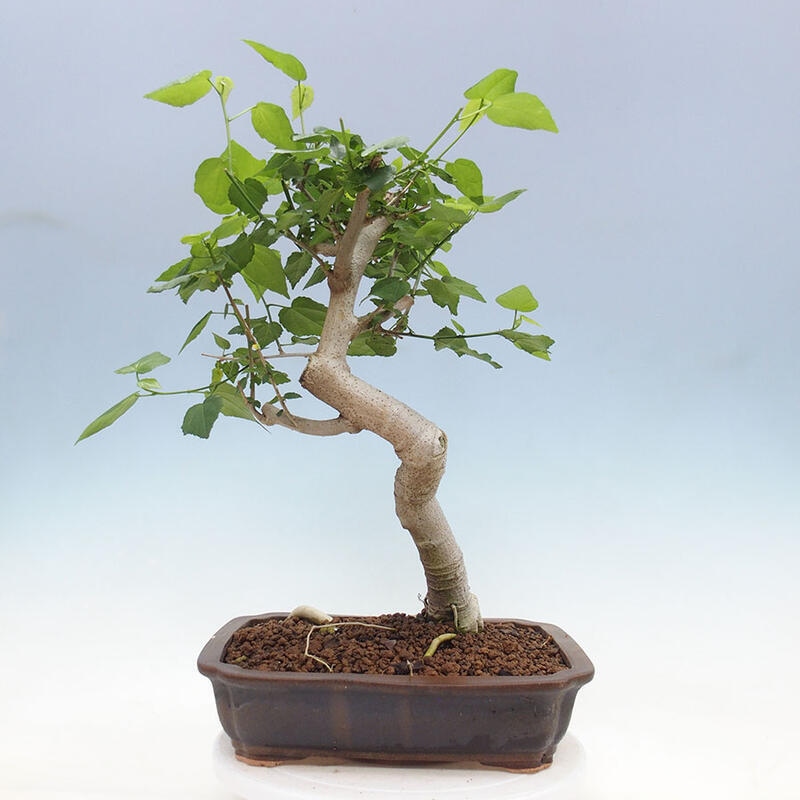 Pokojová bonsai - Malvaviscus arboreus - ibiškovec dřevnatý + kniha SUISEKI Zdarma