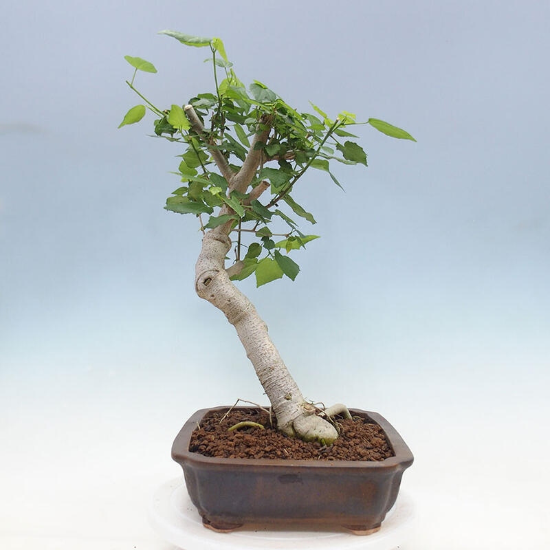 Pokojová bonsai - Malvaviscus arboreus - ibiškovec dřevnatý + kniha SUISEKI Zdarma