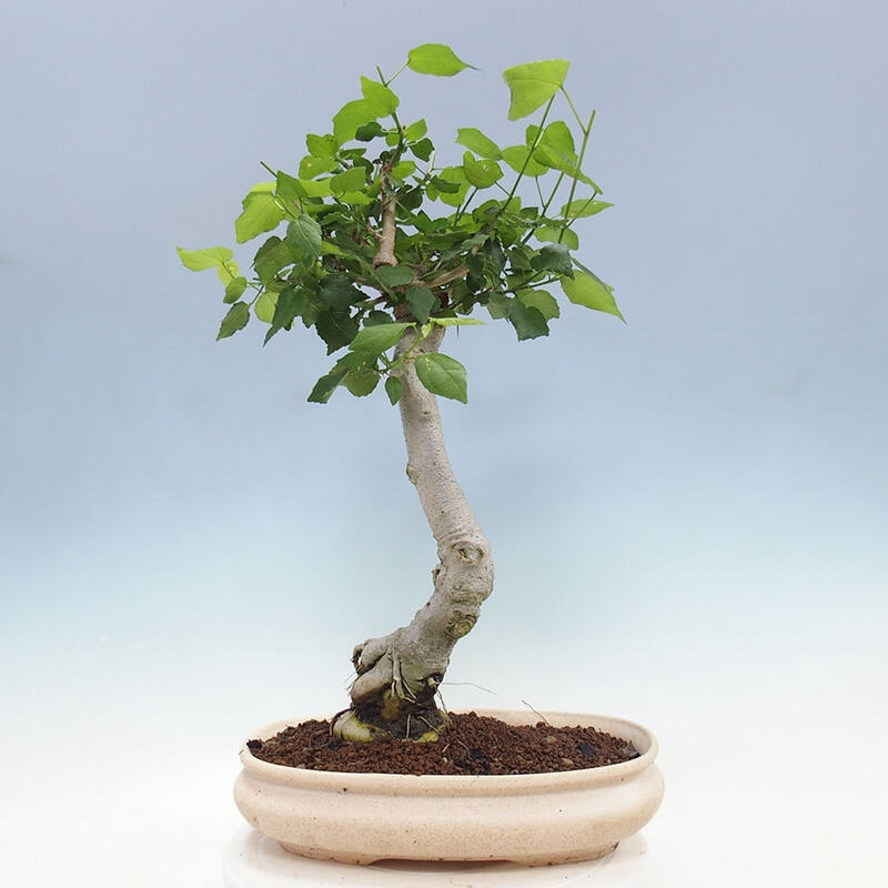 Pokojová bonsai - Malvaviscus arboreus - ibiškovec dřevnatý + kniha SUISEKI Zdarma