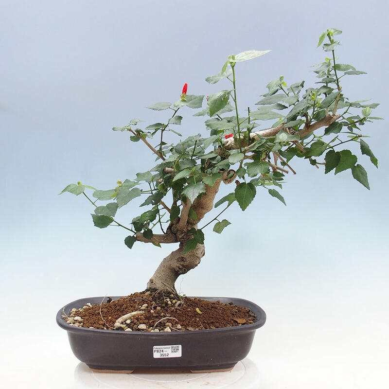 Pokojová bonsai - Malvaviscus arboreus - ibiškovec dřevnatý + kniha SUISEKI Zdarma