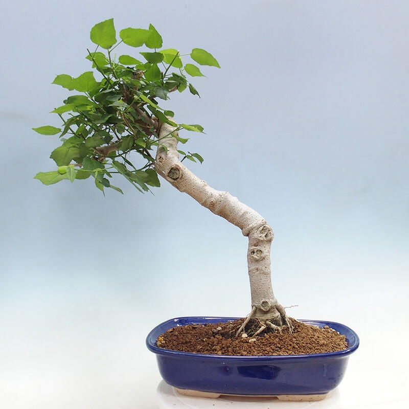 Pokojová bonsai - Malvaviscus arboreus - ibiškovec dřevnatý + kniha SUISEKI Zdarma