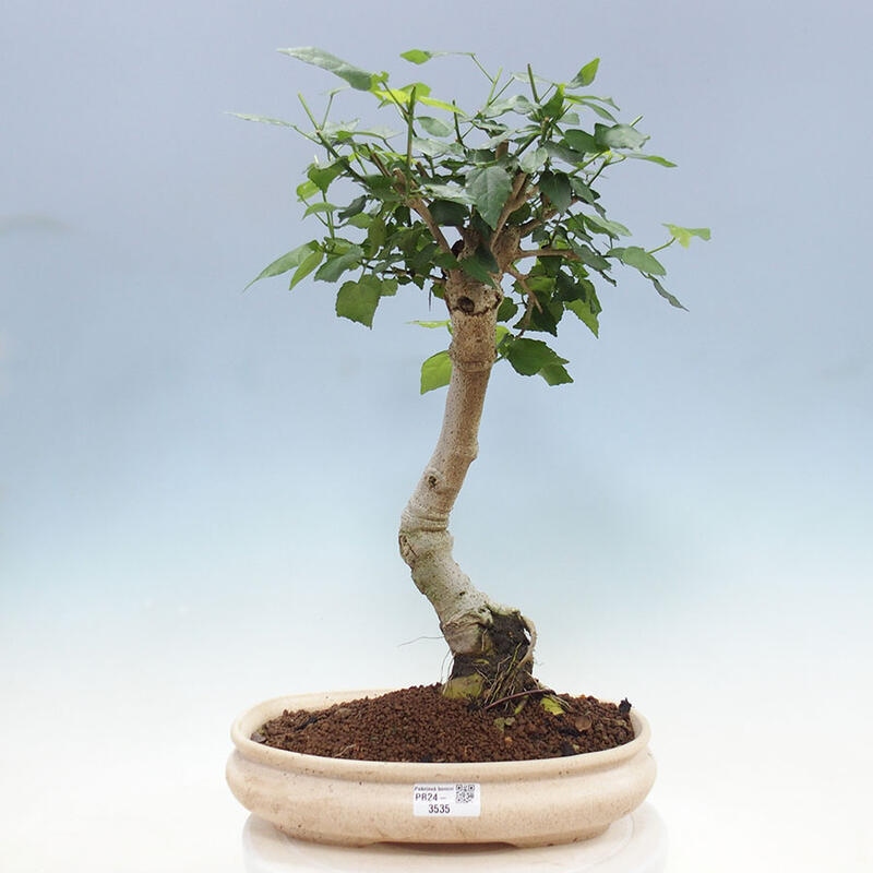 Pokojová bonsai - Malvaviscus arboreus - ibiškovec dřevnatý + kniha SUISEKI Zdarma