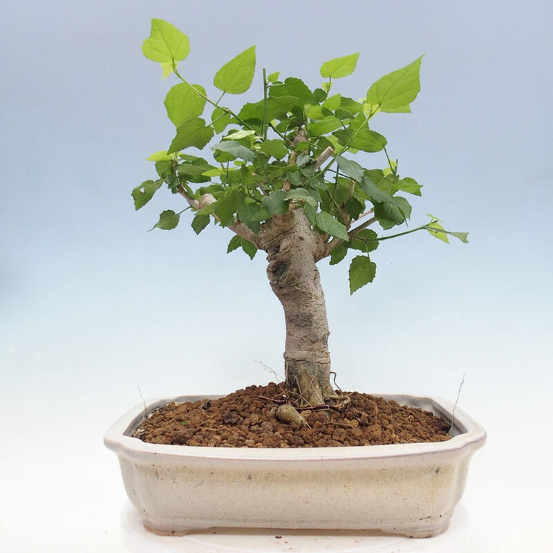 Pokojová bonsai - Malvaviscus arboreus - ibiškovec dřevnatý + kniha SUISEKI Zdarma