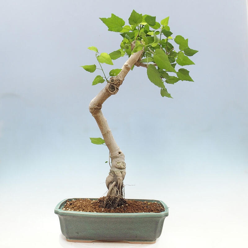 Pokojová bonsai - Malvaviscus arboreus - ibiškovec dřevnatý + kniha SUISEKI Zdarma