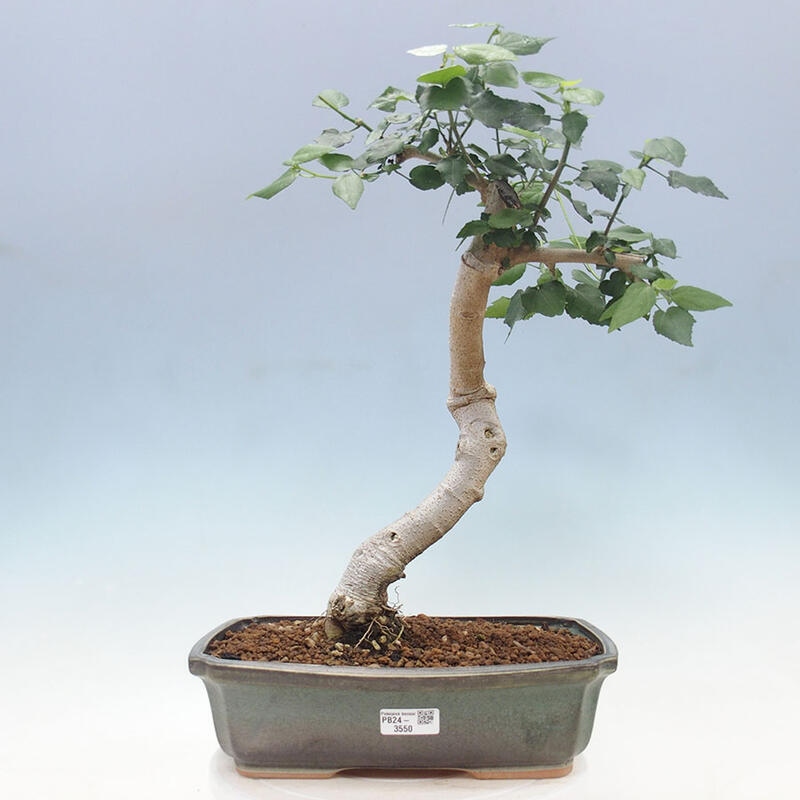 Pokojová bonsai - Malvaviscus arboreus - ibiškovec dřevnatý + kniha SUISEKI Zdarma