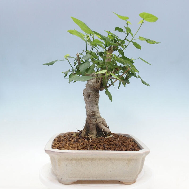 Pokojová bonsai - Malvaviscus arboreus - ibiškovec dřevnatý + kniha SUISEKI Zdarma