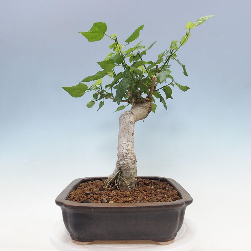 Pokojová bonsai - Malvaviscus arboreus - ibiškovec dřevnatý + kniha SUISEKI Zdarma