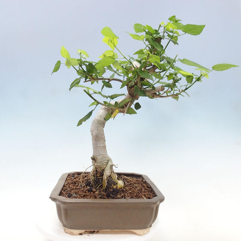 Pokojová bonsai - Malvaviscus arboreus - ibiškovec dřevnatý + kniha SUISEKI Zdarma