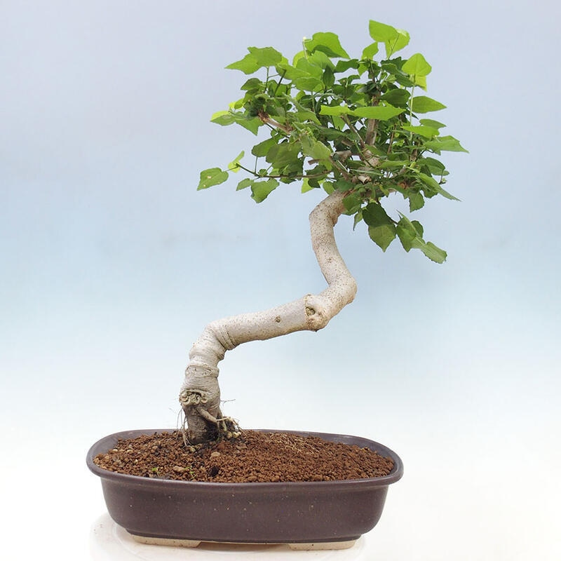 Pokojová bonsai - Malvaviscus arboreus - ibiškovec dřevnatý + kniha SUISEKI Zdarma