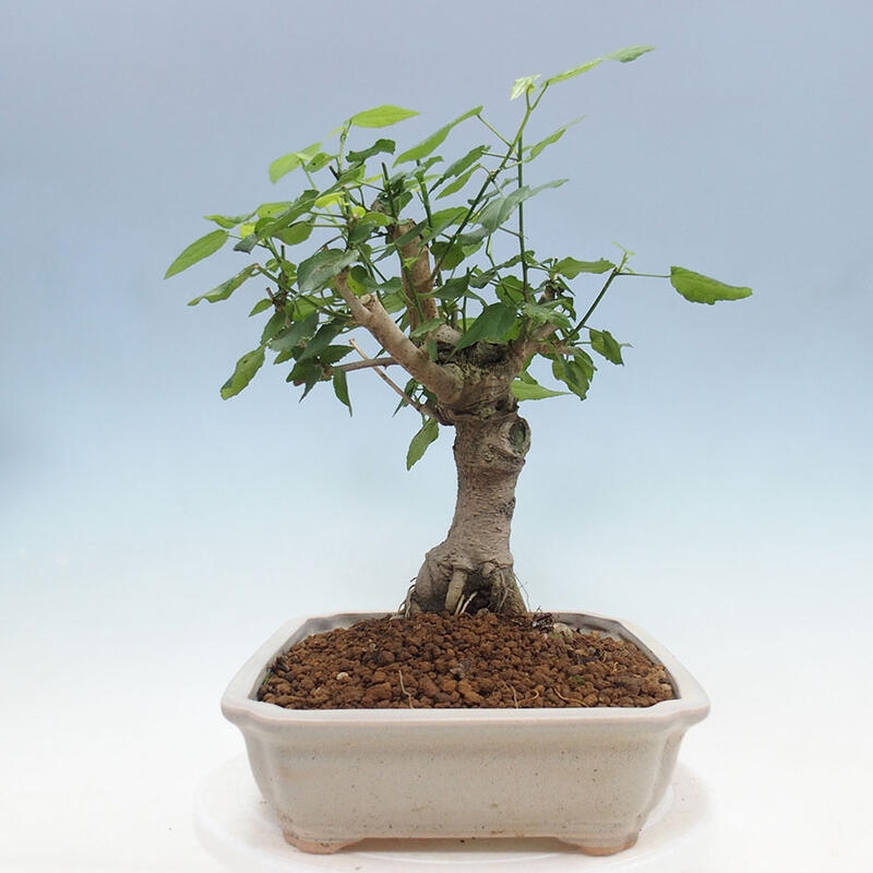 Pokojová bonsai - Malvaviscus arboreus - ibiškovec dřevnatý + kniha SUISEKI Zdarma