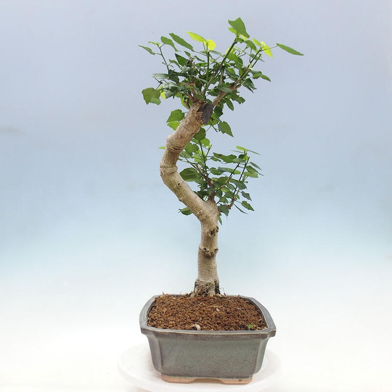 Pokojová bonsai - Malvaviscus arboreus - ibiškovec dřevnatý + kniha SUISEKI Zdarma