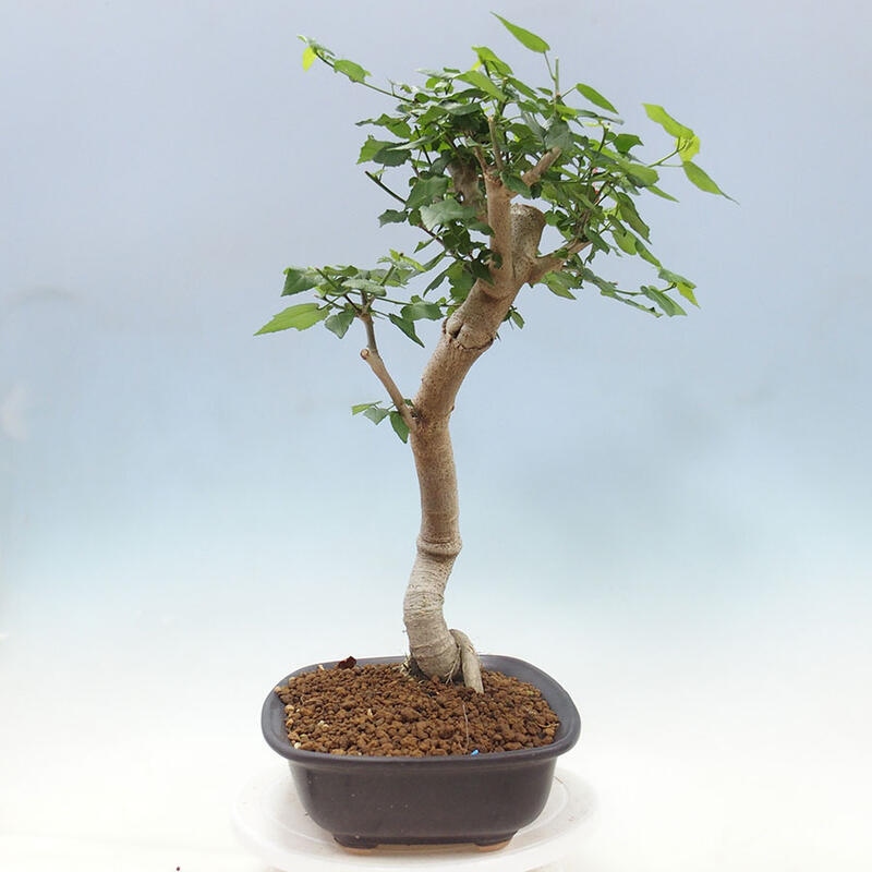 Pokojová bonsai - Malvaviscus arboreus - ibiškovec dřevnatý + kniha SUISEKI Zdarma