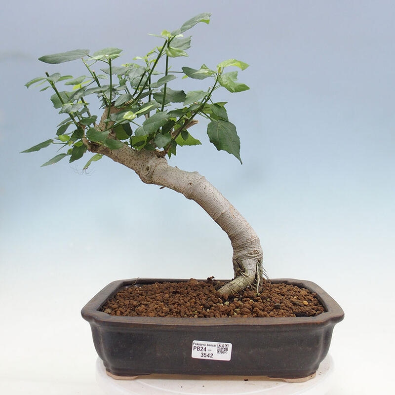 Pokojová bonsai - Malvaviscus arboreus - ibiškovec dřevnatý + kniha SUISEKI Zdarma