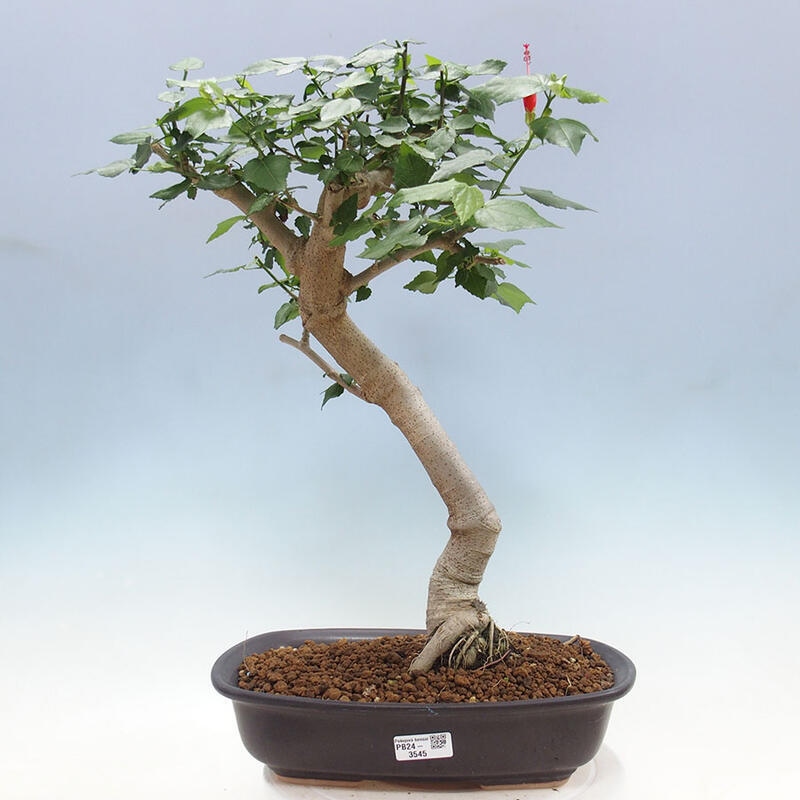 Pokojová bonsai - Malvaviscus arboreus - ibiškovec dřevnatý + kniha SUISEKI Zdarma