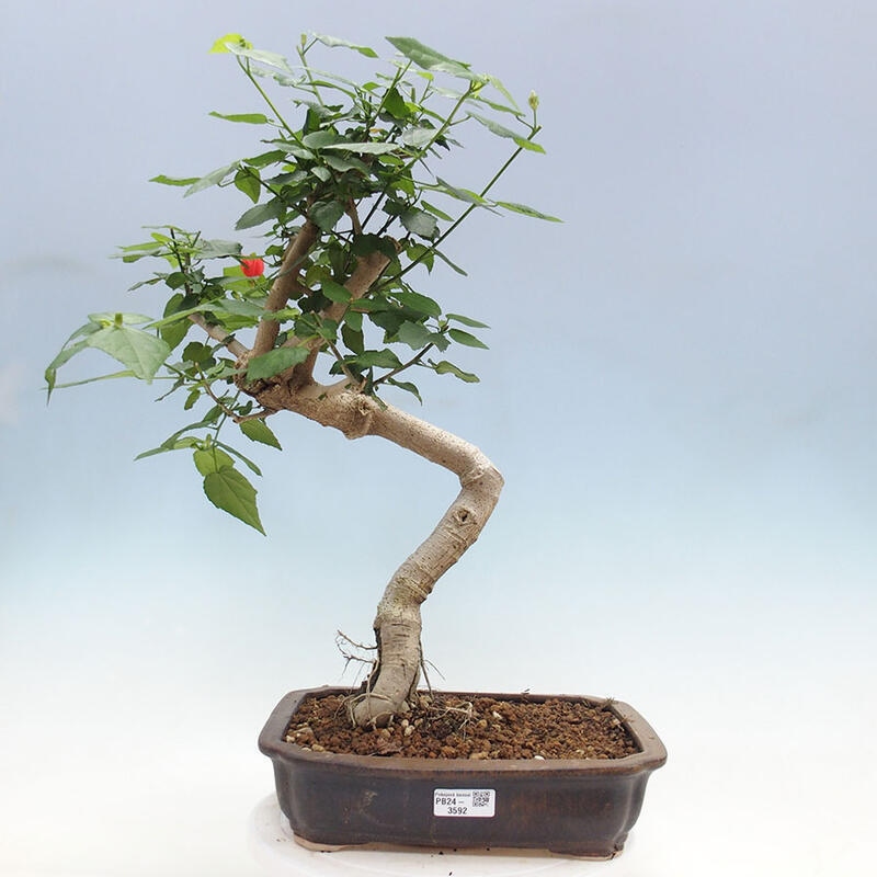 Pokojová bonsai - Malvaviscus arboreus - ibiškovec dřevnatý + kniha SUISEKI Zdarma