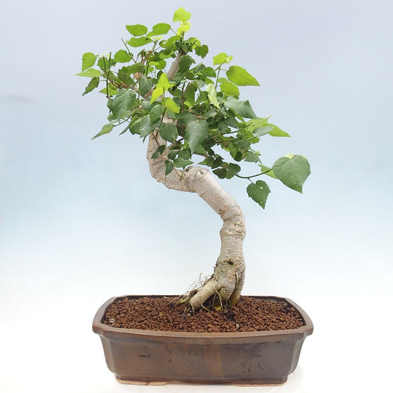 Pokojová bonsai - Malvaviscus arboreus - ibiškovec dřevnatý + kniha SUISEKI Zdarma