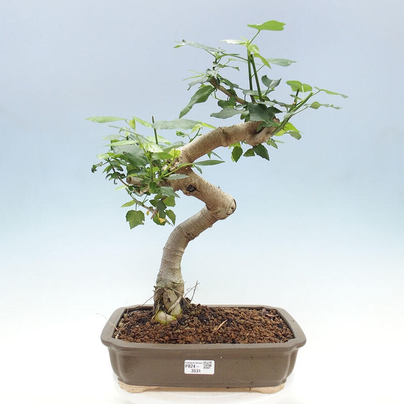 Pokojová bonsai - Malvaviscus arboreus - ibiškovec dřevnatý + kniha SUISEKI Zdarma