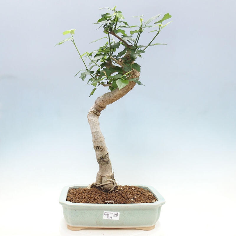 Pokojová bonsai - Malvaviscus arboreus - ibiškovec dřevnatý + kniha SUISEKI Zdarma