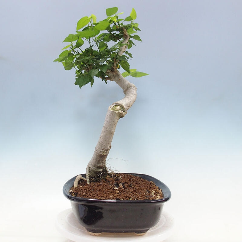 Pokojová bonsai - Malvaviscus arboreus - ibiškovec dřevnatý + kniha SUISEKI Zdarma