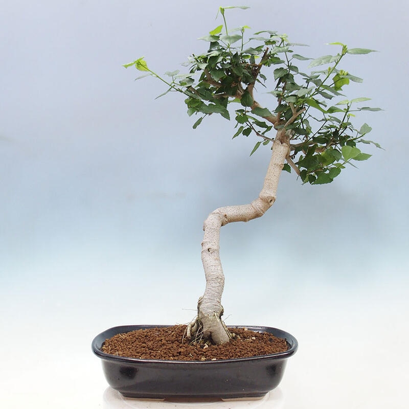 Pokojová bonsai - Malvaviscus arboreus - ibiškovec dřevnatý + kniha SUISEKI Zdarma