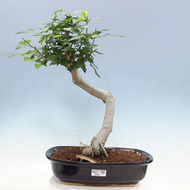 Pokojová bonsai - Malvaviscus arboreus - ibiškovec dřevnatý + kniha SUISEKI Zdarma