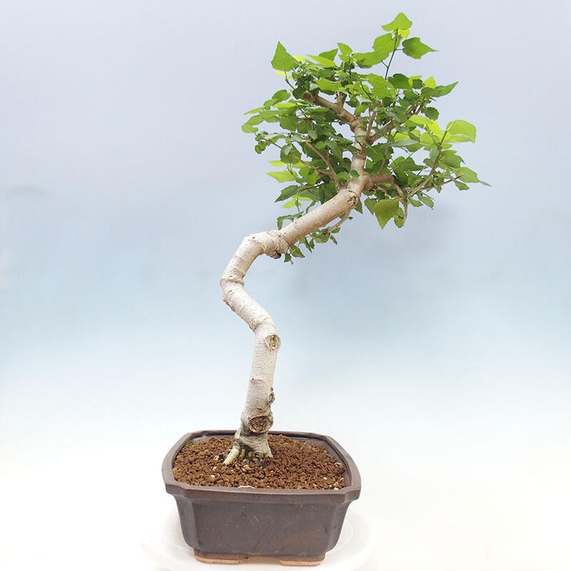 Pokojová bonsai - Malvaviscus arboreus - ibiškovec dřevnatý + kniha SUISEKI Zdarma