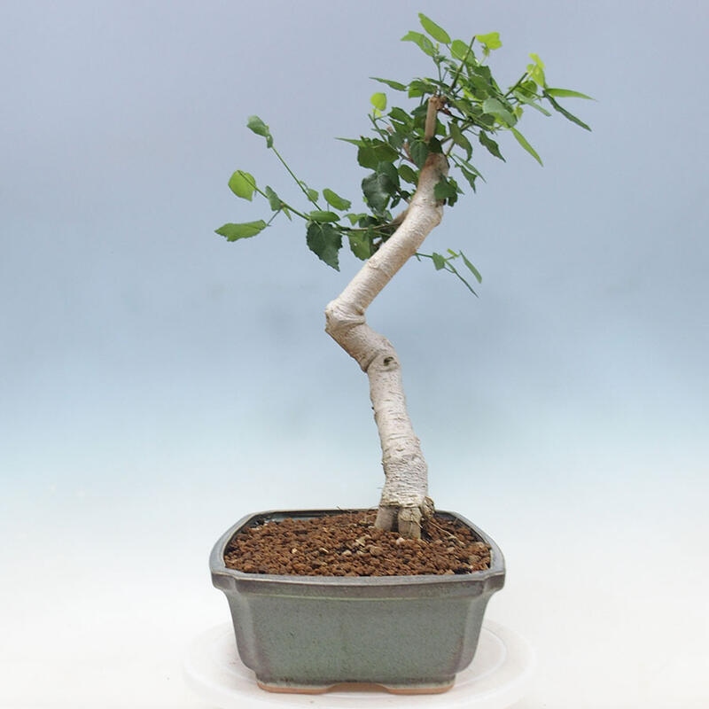 Pokojová bonsai - Malvaviscus arboreus - ibiškovec dřevnatý + kniha SUISEKI Zdarma